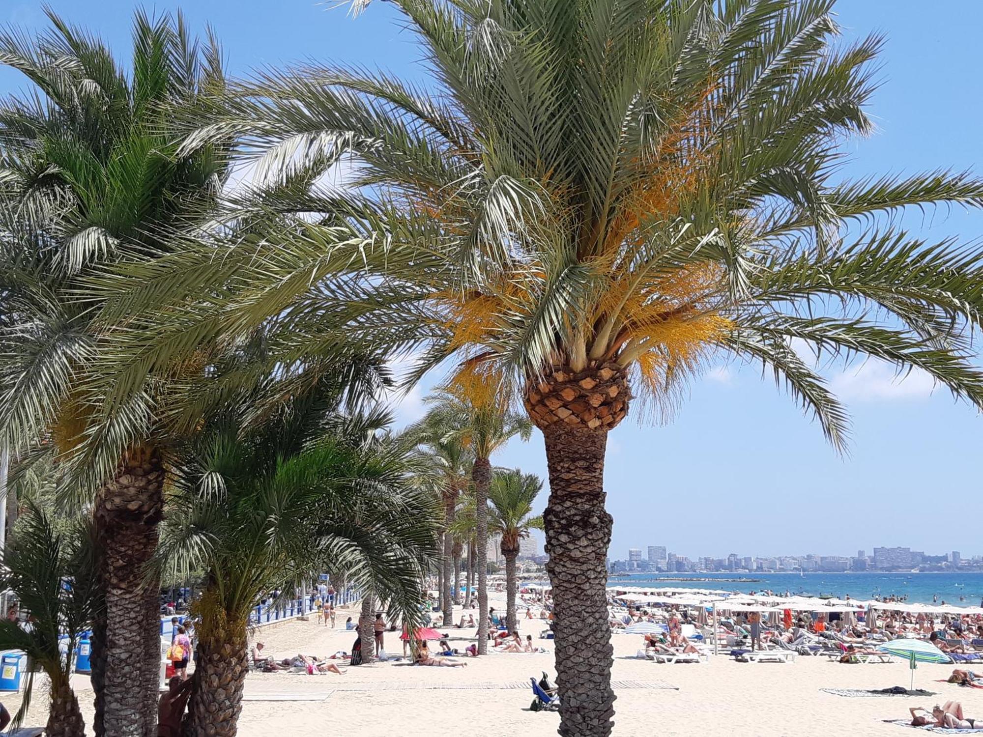 אליקאנטה Wonderful Apartment In The Center By The Sea מראה חיצוני תמונה